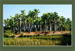 Đà Nẵng - Sơn Trà - Hội An- Cù Lao Chàm - Bà Nà Hills